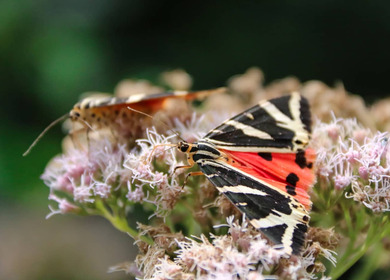 Valle delle Farfalle Paros