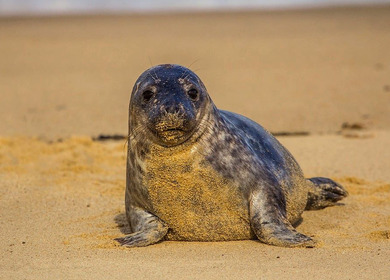 MOM Mediterranean Monk Seal Alonissos