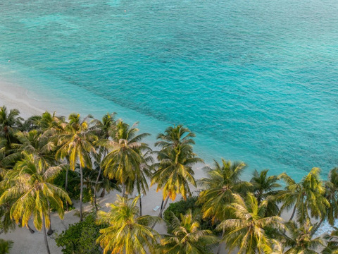 Bravo Premium Alimatha'