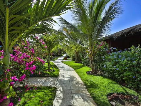 Royal Horizon Baobab